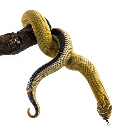 Свиноносый уж "Heterodon nasicus" (морфа Super Anaconda) от магазина ExoLife