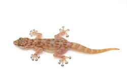 Вееропалый геккон (Ptyodactylus togoensis)