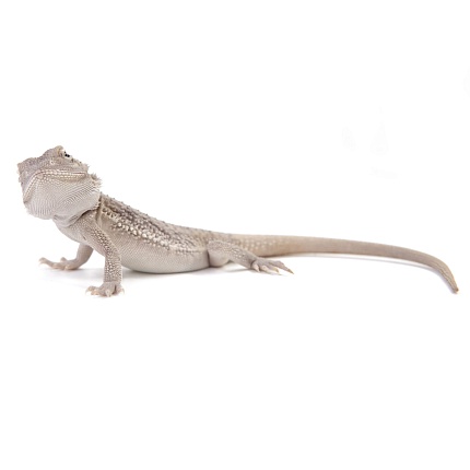 ПОД ЗАКАЗ: Бородатая агама "Hypo Zero" (Pogona vitticeps) от магазина ExoLife