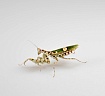 Индийский цветочный богомол (Creobroter gemmatus)