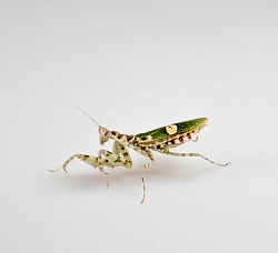 Индийский цветочный богомол (Creobroter gemmatus)