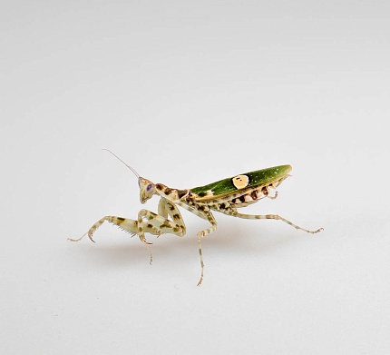 Индийский цветочный богомол (Creobroter gemmatus) от магазина ExoLife