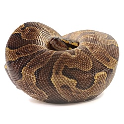 ПОД ЗАКАЗ: Королевский питон Python regius (Enchi Gravel GHI)