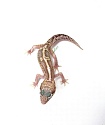 Эублефар Mack snow Raptor Het Tangerine