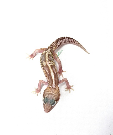 Эублефар Mack snow Raptor Het Tangerine от магазина ExoLife