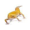 Эублефар Super hypo Tangerine Tremper Albino