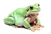Австралийские квакши (Litoria caerulea)