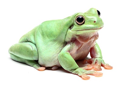 Австралийские квакши (Litoria caerulea) от магазина ExoLife