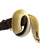 Свиноносый уж "Heterodon nasicus" (морфа Super Anaconda)