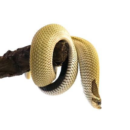 Свиноносый уж "Heterodon nasicus" (морфа Super Anaconda) от магазина ExoLife