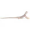 ПОД ЗАКАЗ: Бородатая агама "Zero Translucent" (Pogona vitticeps)