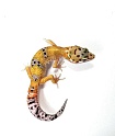 Эублефар Hypo Tangerine Carrot Tail
