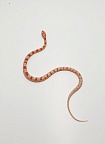 Маисовый полоз (морфа Albino)