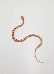 Маисовый полоз (морфа Albino)