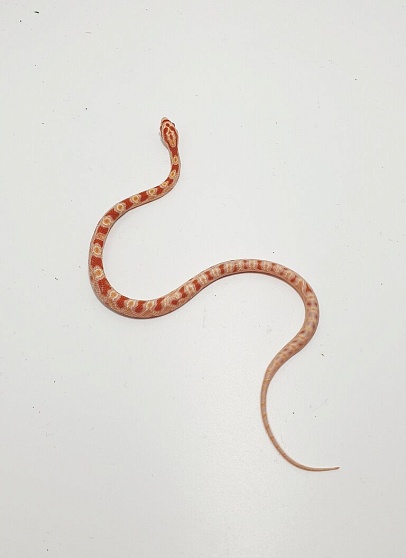 Маисовый полоз (морфа Albino) от магазина ExoLife