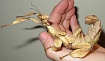Австралийский палочник (Extatosoma tiaratum)