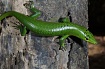 Смарагдовый сцинк (Lamprolepis smaragdina)