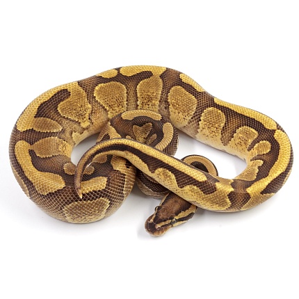 ПОД ЗАКАЗ: Королевский питон Python regius (Enchi Copper) от магазина ExoLife