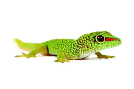 Мадагаскарский дневной геккон (Phelsuma madagascariensis) от магазина ExoLife