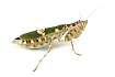 Индийский цветочный богомол (Creobroter gemmatus)