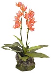 Декоративное растение "Orchid red"