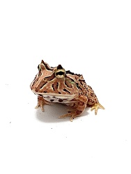 Рогатка фантастическая (Ceratophrys Fantasy)