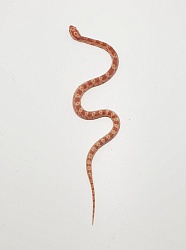 Маисовый полоз (морфа Albino)