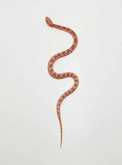 Маисовый полоз (морфа Albino) от магазина ExoLife