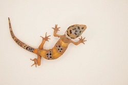 Эублефар Hypo Tangerine het Tremper Albino
