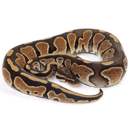 ПОД ЗАКАЗ: Королевский питон Python regius (Special) от магазина ExoLife
