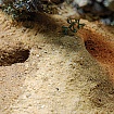 Субстрат для террариума "Herp Pottery"
