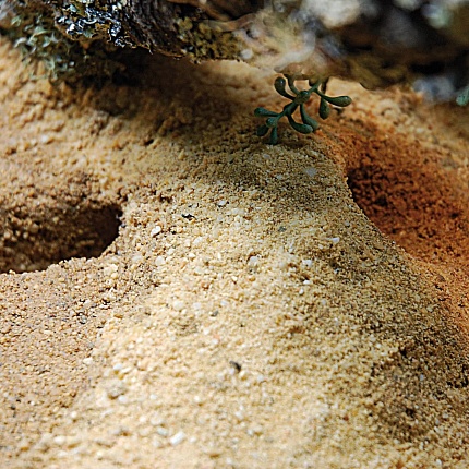 Субстрат для террариума "Herp Pottery" от магазина ExoLife