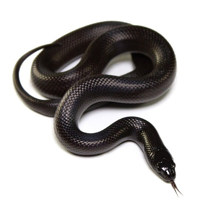 Королевская змея нигрита (Lampropeltis getula nigrita) от магазина ExoLife