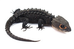 Крокодиловый сцинк (Tribolonotus gracilis)