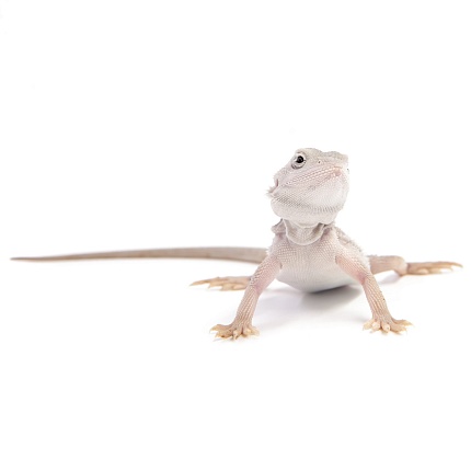 ПОД ЗАКАЗ: Бородатая агама "Zero Translucent" (Pogona vitticeps) от магазина ExoLife