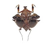 Богомол мертвый лист (Deroplatys lobata)