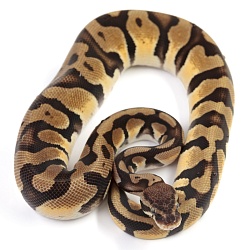 ПОД ЗАКАЗ: Королевский питон Python regius (Pastel Orange Dream)