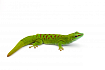 Мадагаскарский дневной геккон (Phelsuma madagascariensis)